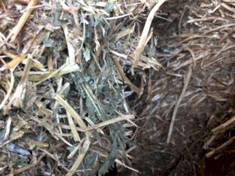 Vetch Hay 8x4x3 Bales