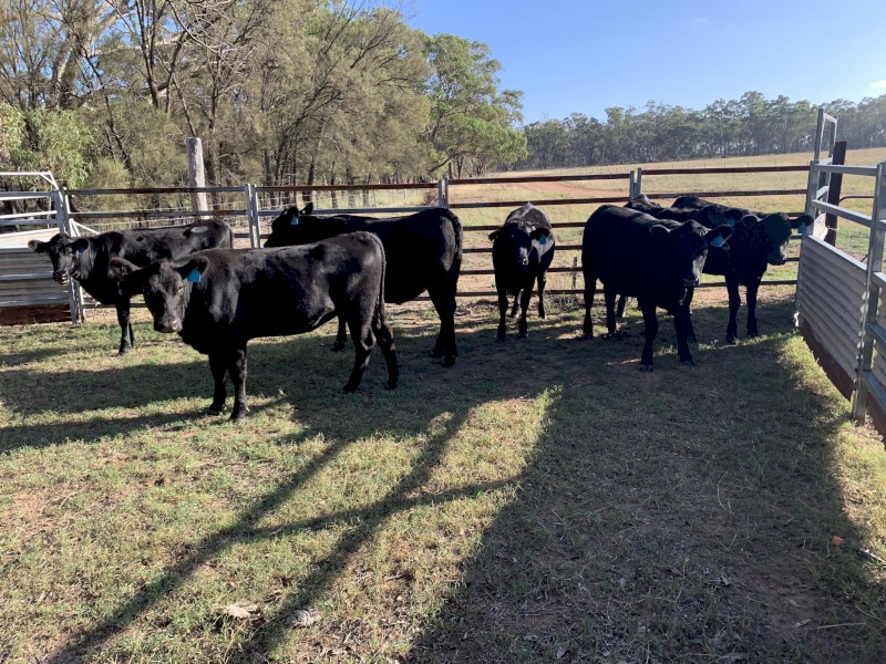 7x Angus heifers
