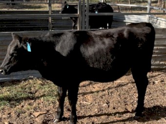 7x Angus heifers