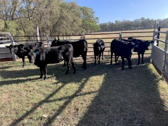 7x Angus heifers
