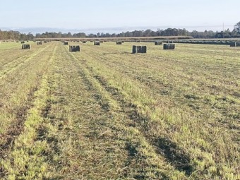 300 x Rohdes Grass Hay 500kg 8x4x3