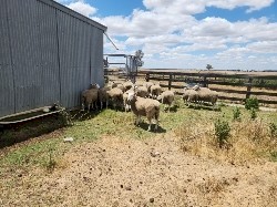 "Price Drop Must Go" Border Leicester Rams