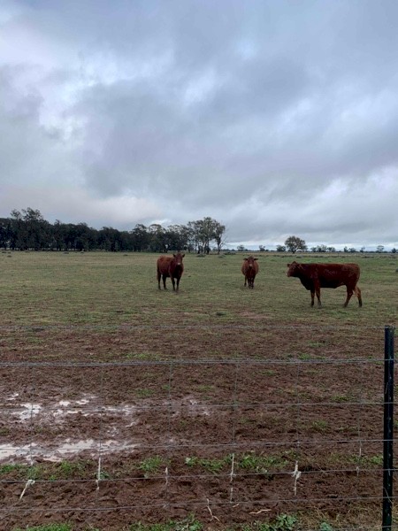 15 PTIC 6mth+ Santa X Cows