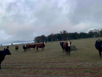 15 PTIC 6mth+ Santa X Cows