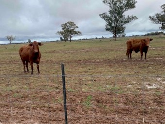 15 PTIC 6mth+ Santa X Cows