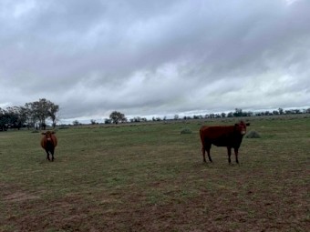 15 PTIC 6mth+ Santa X Cows