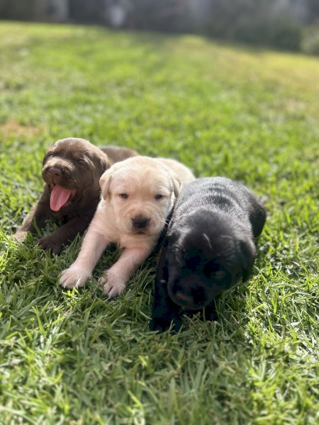 Labrador Puppies 