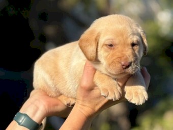 Labrador Puppies 