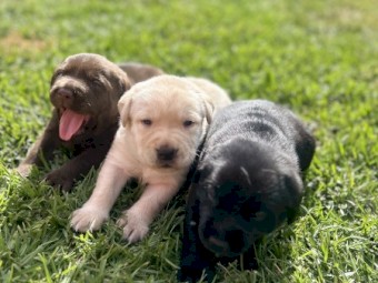 Labrador Puppies 