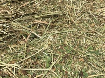 Clover Hay 8x4x3 Bales