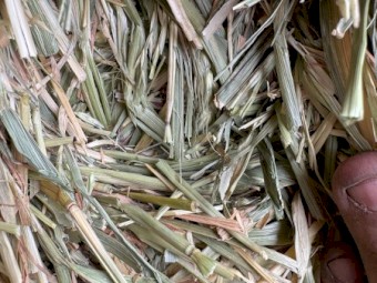 60mt Wheaten Hay 8x4x3 Bales