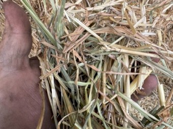 60mt Wheaten Hay 8x4x3 Bales