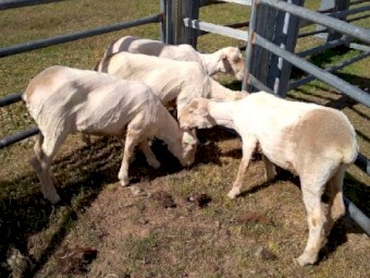 6 White Suffolk X Merino Ewes