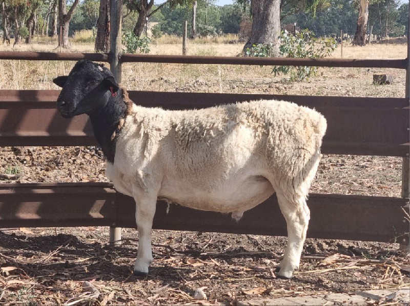 Registered Ram For Sale