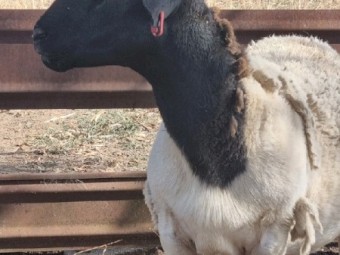 Registered Ram For Sale