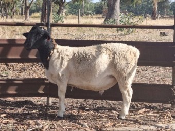 Registered Ram For Sale