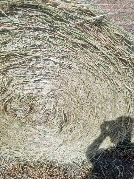 Barley and Rye Hay 5x4 Rolls