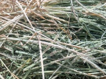 Barley and Rye Hay 5x4 Rolls