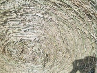 Barley and Rye Hay 5x4 Rolls