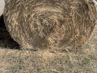 15mt Barley & Grass Hay Round Bales