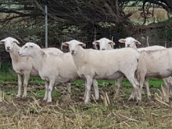 Australian White Ewes