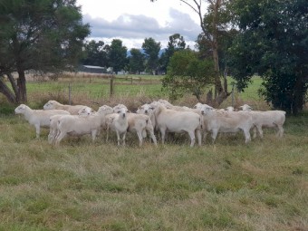 Australian White Ewes