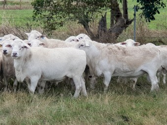 Australian White Ewes