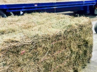 New Season Sub Clover 21/22 Wanted 