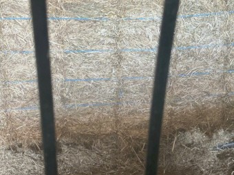 Clover Ryegrass Hay Small Square Bales