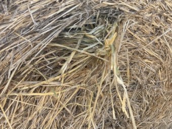 138 x Kraken Barley Hay 5x4 Round Bales