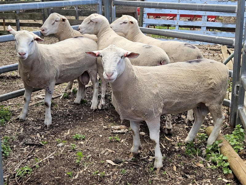 16 month old white suffolk rams