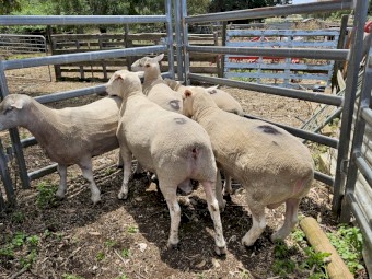 16 month old white suffolk rams