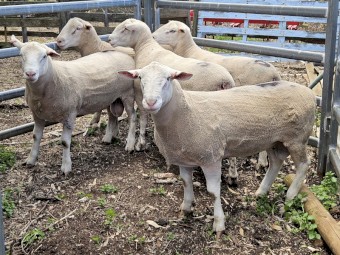 16 month old white suffolk rams