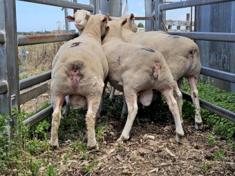16 month old white suffolk rams