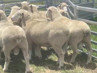 2022 drop Glenelm Poll Dorset rams 15 available