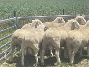 2022 drop Glenelm Poll Dorset rams 15 available