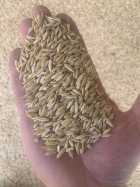 250mt M2 Milling Oats