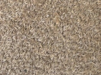 250mt M2 Milling Oats