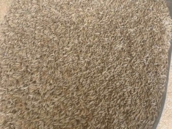 250mt M2 Milling Oats