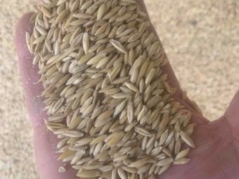 250mt M2 Milling Oats