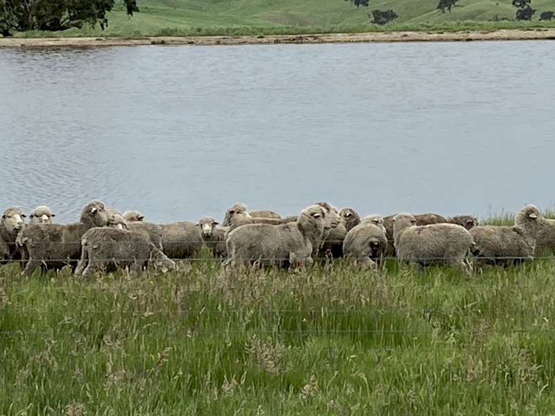 Merino Wethers 
