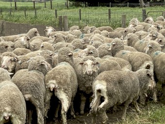 Merino Wethers 