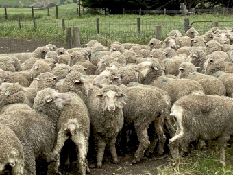 Merino Wethers 