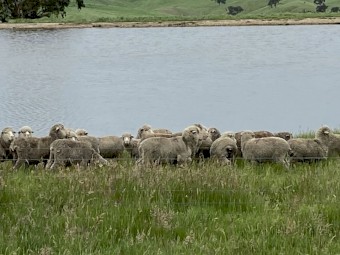 Merino Wethers 