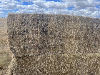 1000mt Wheaten Straw avg 560kg 8x4x3 Bales (New Season 22/23)