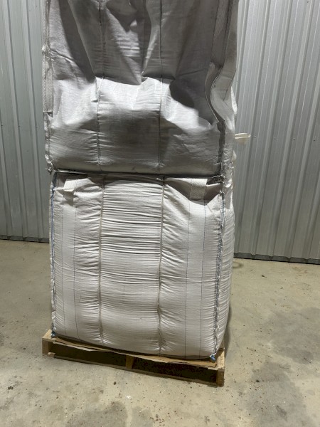 lentil seed 