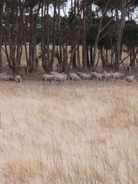 Coopworth Ewe Weaners