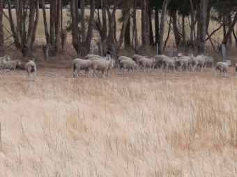 Coopworth Ewe Weaners