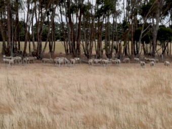 Coopworth Ewe Weaners