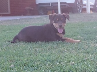 Kelpie pups purebred